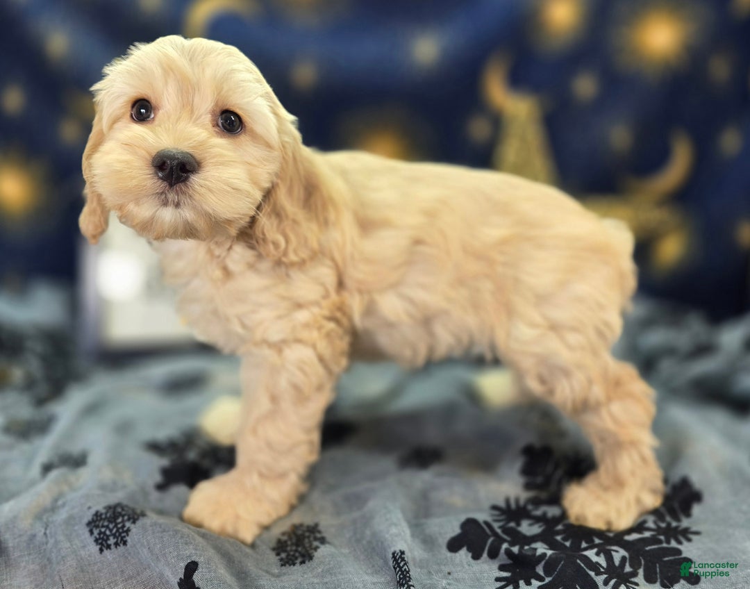Cockapoo dogs for sale: Lieutenant Pete - Ad 7