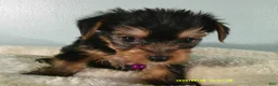 Yorkshire Terrier dogs for sale: Willow-Purple - Ad 2
