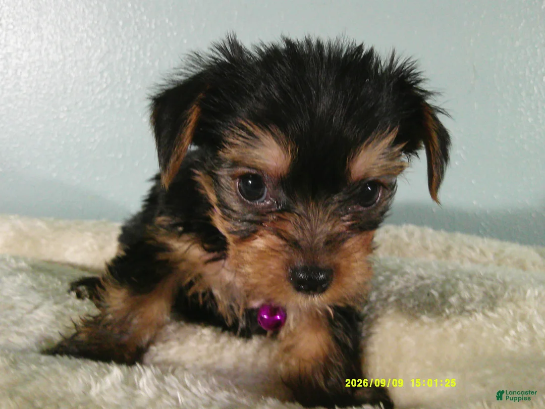Yorkshire Terrier dogs for sale: Willow-Purple - Ad 2