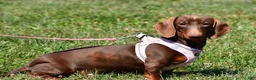 Miniature Dachshund dogs for sale: Cody - Ad 11