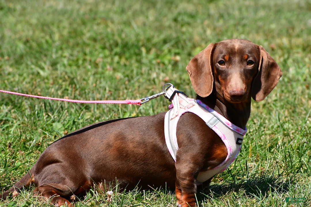Miniature Dachshund dogs for sale: Cody - Ad 11