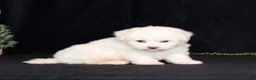 Bichon Frise dogs for sale: Elvira - Ad 3