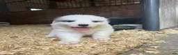 Great Pyrenees dogs for sale: Pink - Ad 6