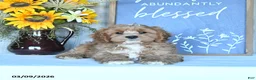 Cavapoo dogs for sale: Ivan - Ad 3