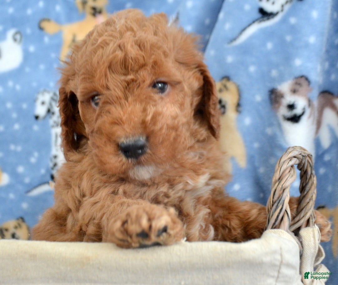 Goldendoodle dogs for sale: Mini Goldendoodle Puppy 3 Elmo - Ad 1