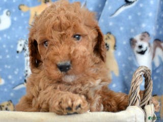 Goldendoodle dogs Mini Goldendoodle Puppy 3 Elmo - Ad 35