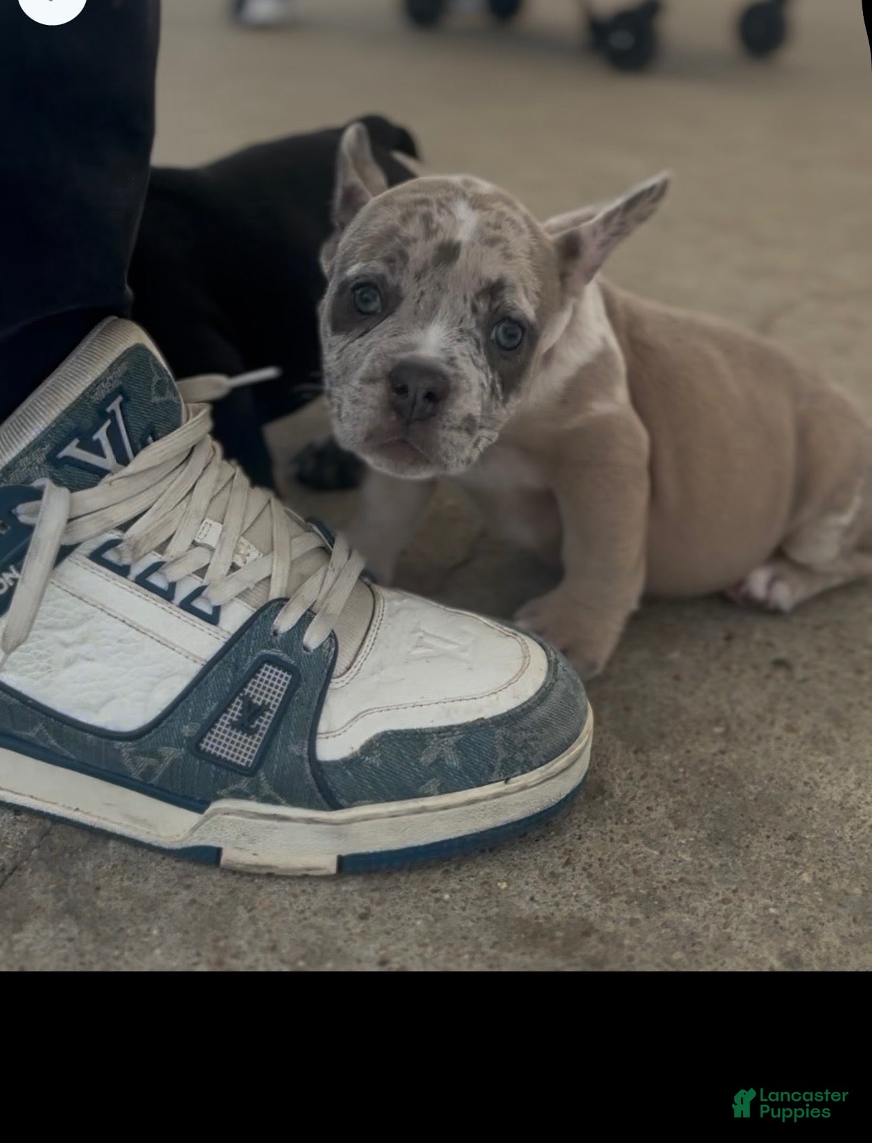 American Bully dogs American Bully 5 - Ad 19