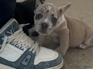American Bully dogs American Bully 5 - Ad 19