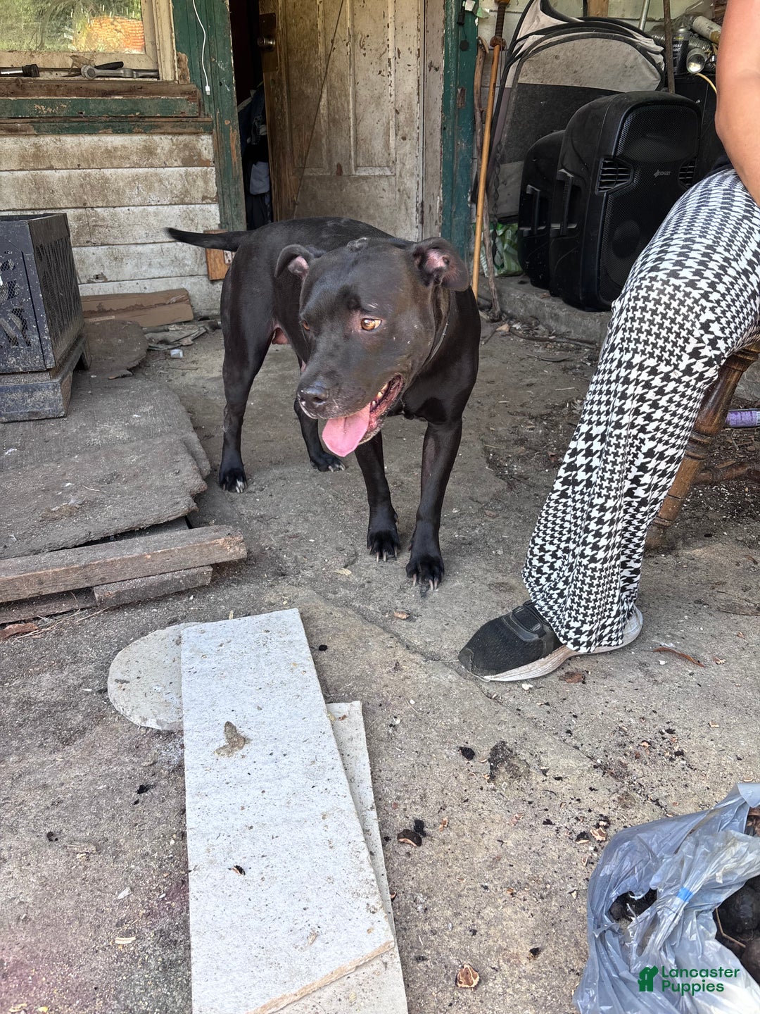 Mixed Breed dogs for sale: Apollo - Ad 5