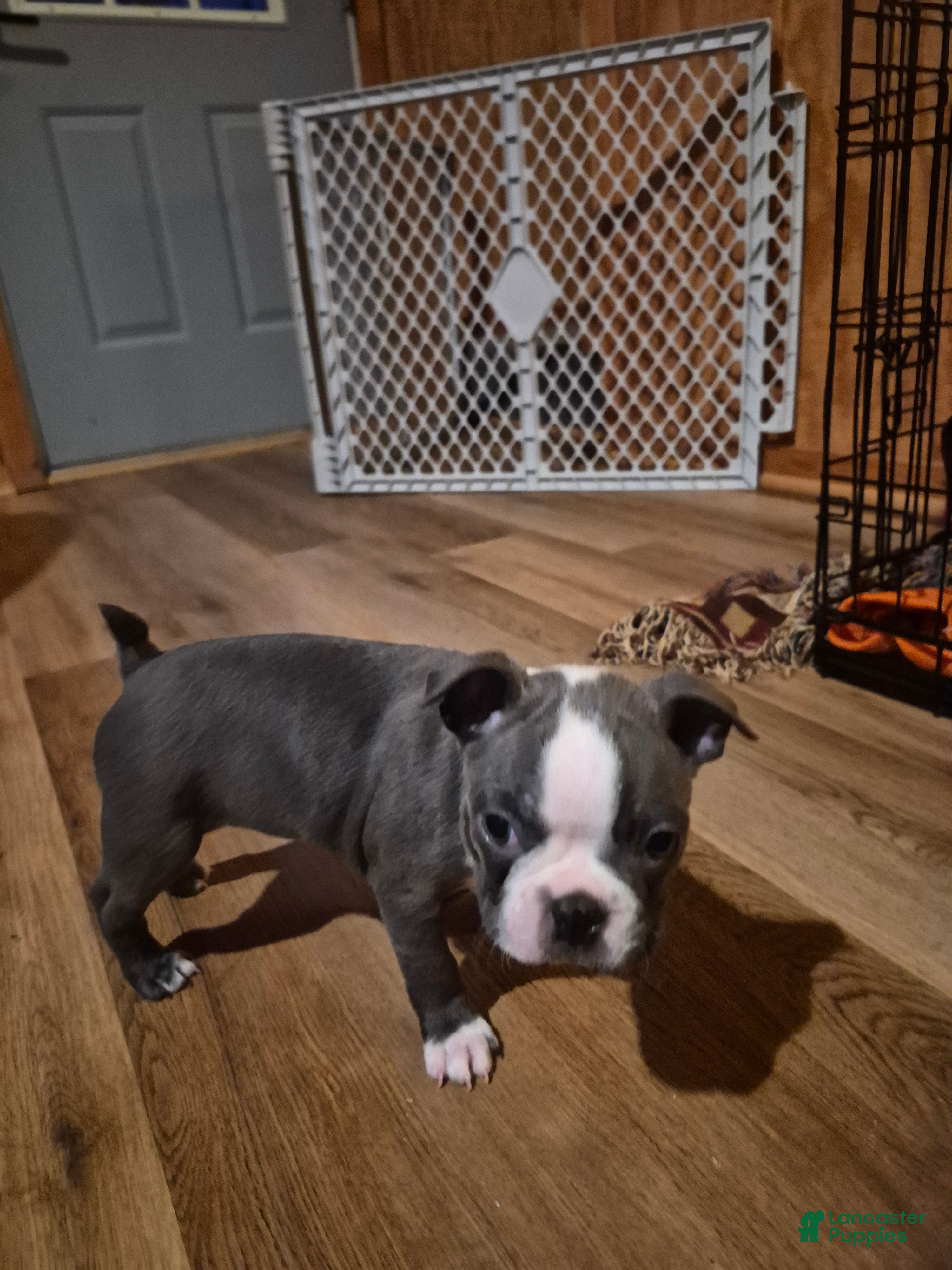 Boston Terrier dogs Tink Tink - Ad 23