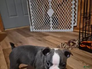 Boston Terrier dogs Tink Tink - Ad 30