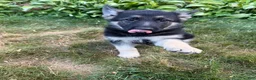 German Shepherd dogs for sale: Leo - Ad 5