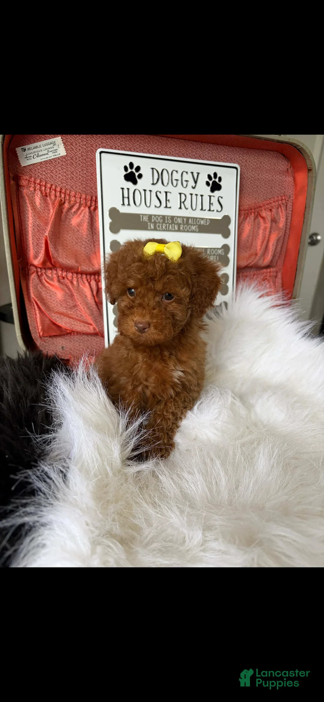Toy Poodle dogs for sale: Akc Bred The Color Red - Ad 1