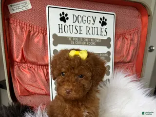 Toy Poodle dogs Akc Bred The Color Red - Ad 8