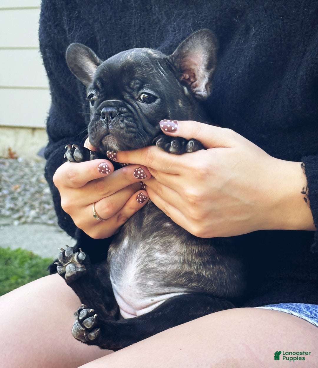 French Bulldog dogs for sale: French Bulldog Puppy 2 - Ad 12