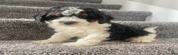 Mini Bernedoodle dogs for sale: Baylor - Ad 1