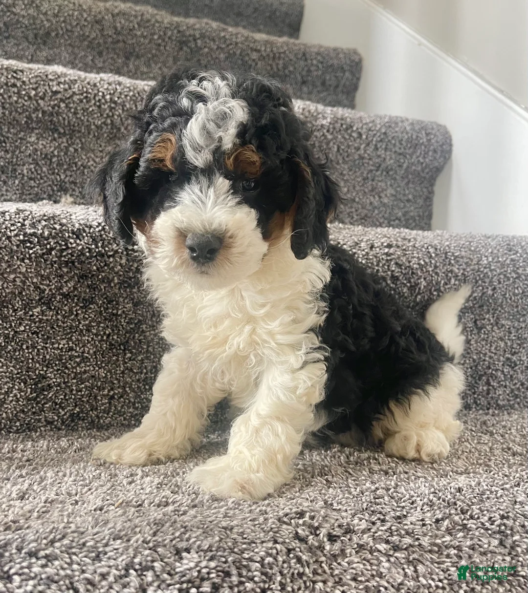 Mini Bernedoodle dogs for sale: Baylor - Ad 1