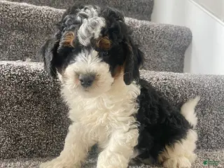 Mini Bernedoodle dogs Baylor - Ad 5