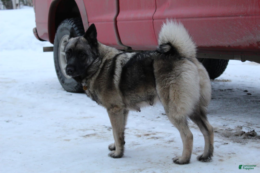 Gallery Image {{count}}