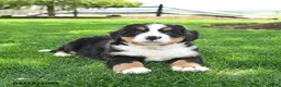 Bernese Mountain Dog dogs for sale: Buster - Ad 2