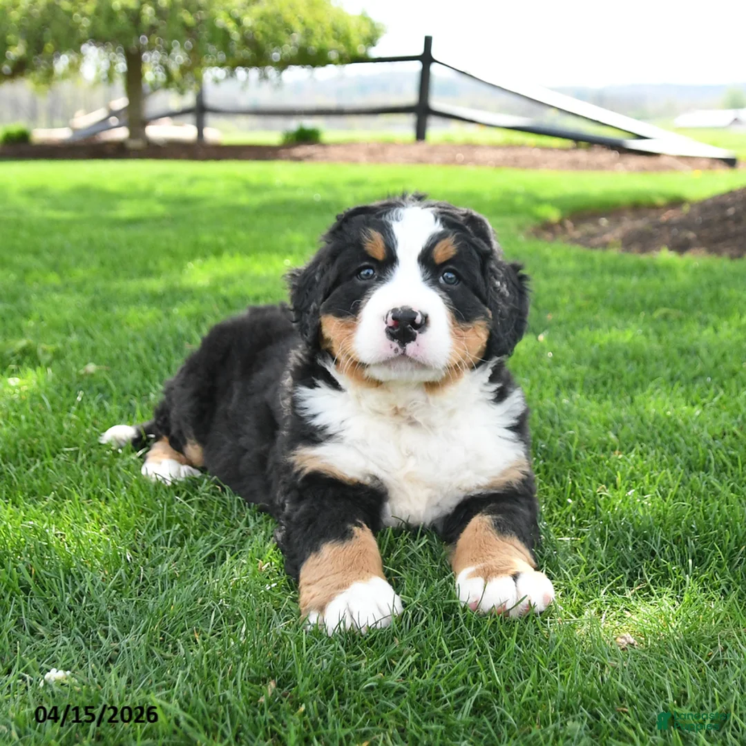 Bernese Mountain Dog dogs for sale: Buster - Ad 2