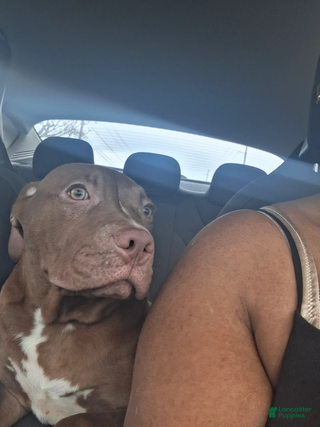 Mixed Breed dogs for sale: Mixed Breed Puppy 2 - Ad 3