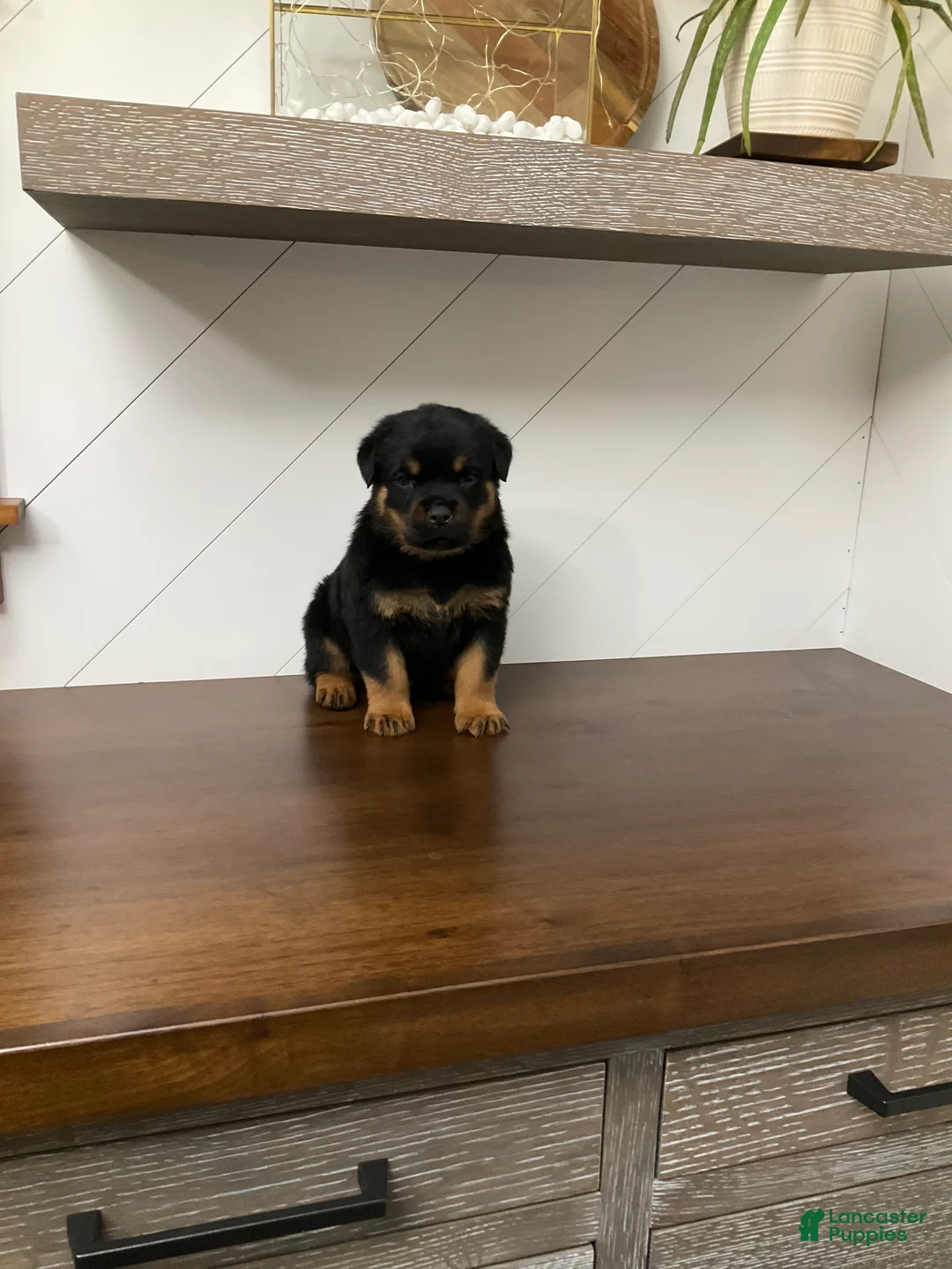 Rottweiler dogs for sale: Rottweiler Puppy 6 - Ad 2