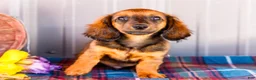 Miniature Dachshund dogs for sale: Bryce - Ad 4