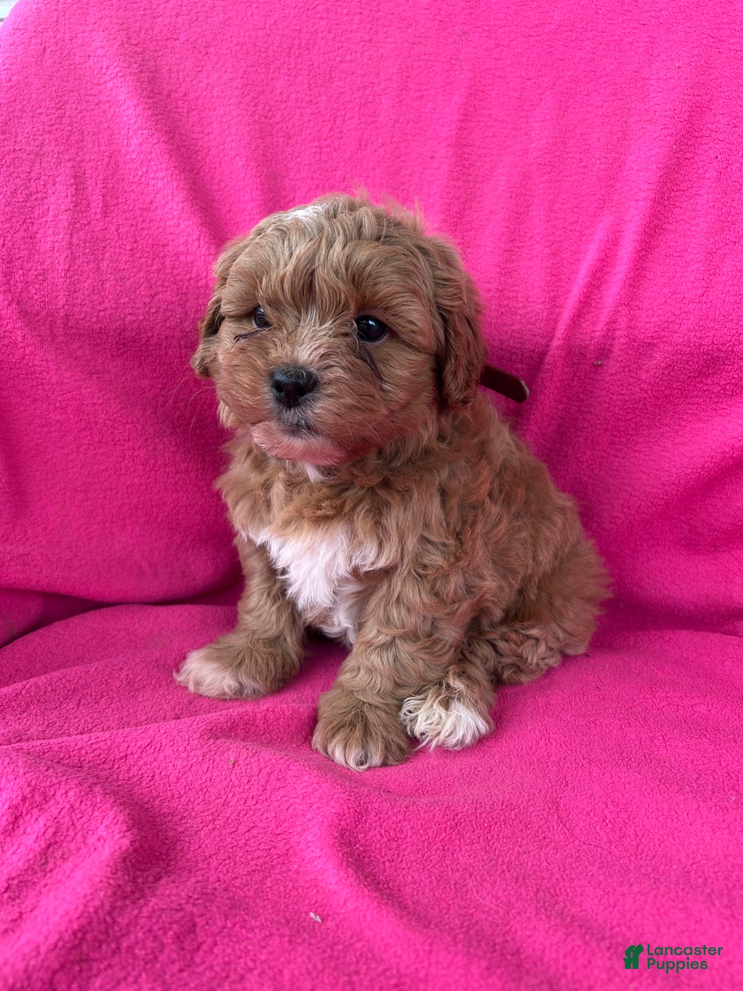 Shihpoo dogs for sale: MARLIE - Ad 6