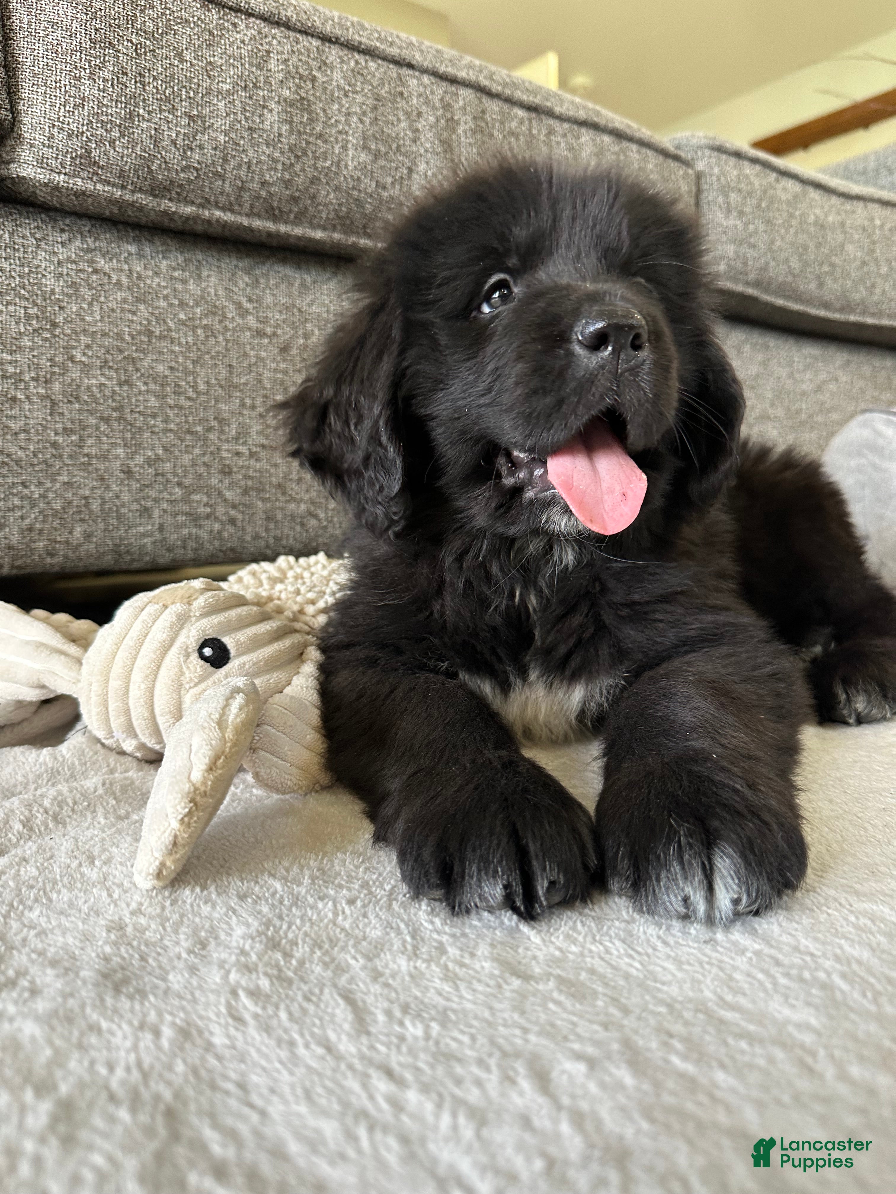 Newfoundland dogs “ Peeta” OFA, CH, AKC,  - Ad 1