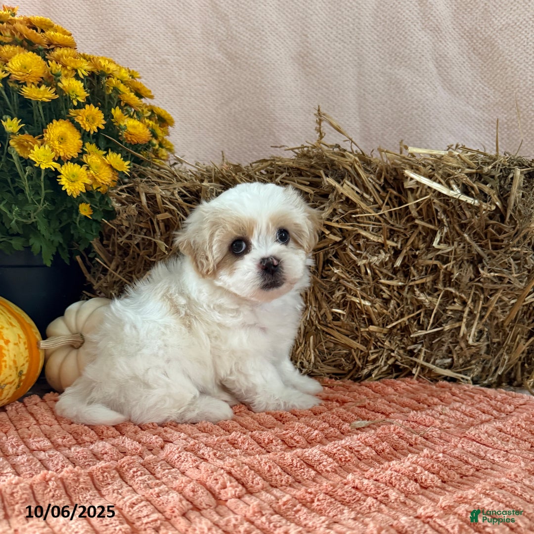 Teddy Bear dogs for sale: Cindy - Ad 4