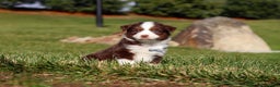Miniature Australian Shepherd dogs for sale: Rudolph - Ad 1