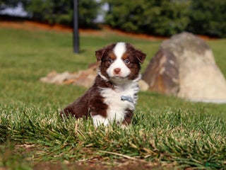 Miniature Australian Shepherd dogs Rudolph - Ad 32