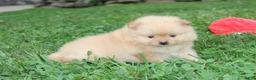 Pomeranian dogs for sale: Finn - Ad 8