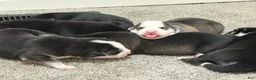 Mixed Breed dogs for sale: Lydia - Ad 5