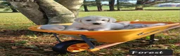 Golden Retriever dogs for sale: Forest  - Ad 3