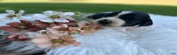 English Springer Spaniel dogs for sale: Duke - Ad 3
