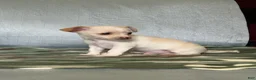 Chihuahua dogs for sale: Ranger - Ad 7
