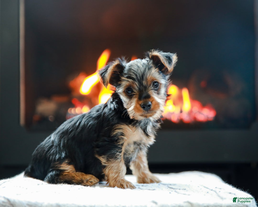 Yorkshire Terrier dogs for sale: Henry Teacup - Ad 1