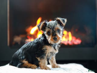 Yorkshire Terrier dogs Henry Teacup - Ad 38