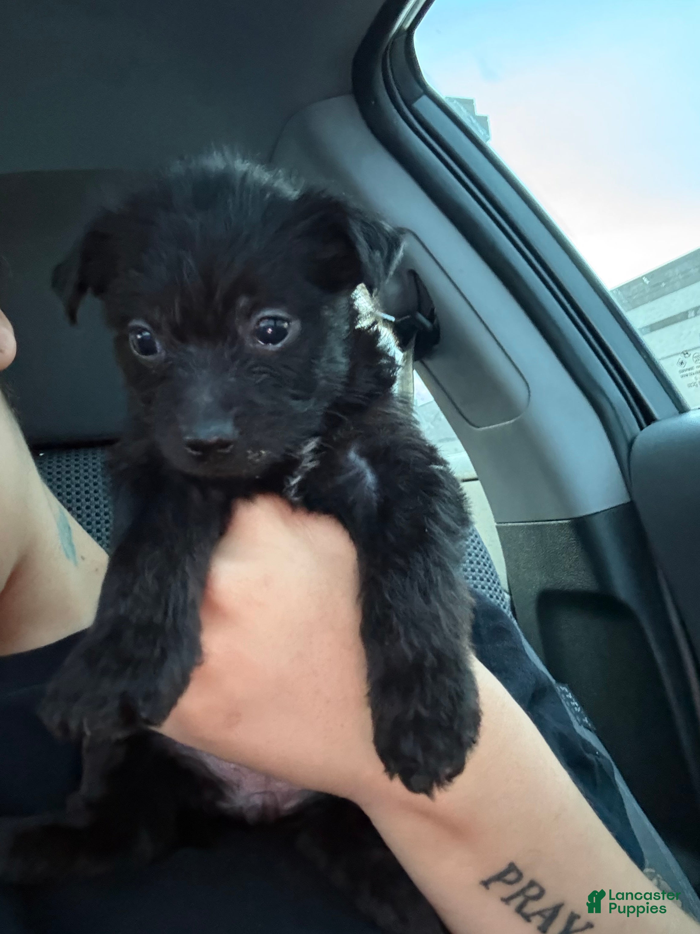 Yorkiepoo dogs Missy - Ad 41