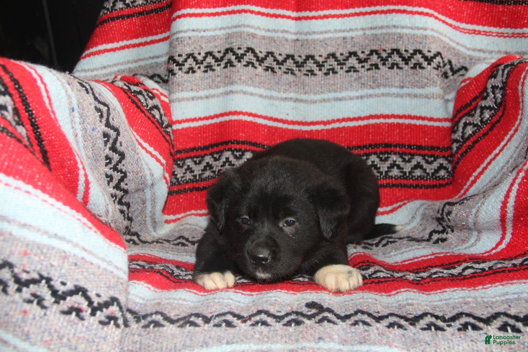 Mixed Breed dogs for sale: Jasmine - Ad 3