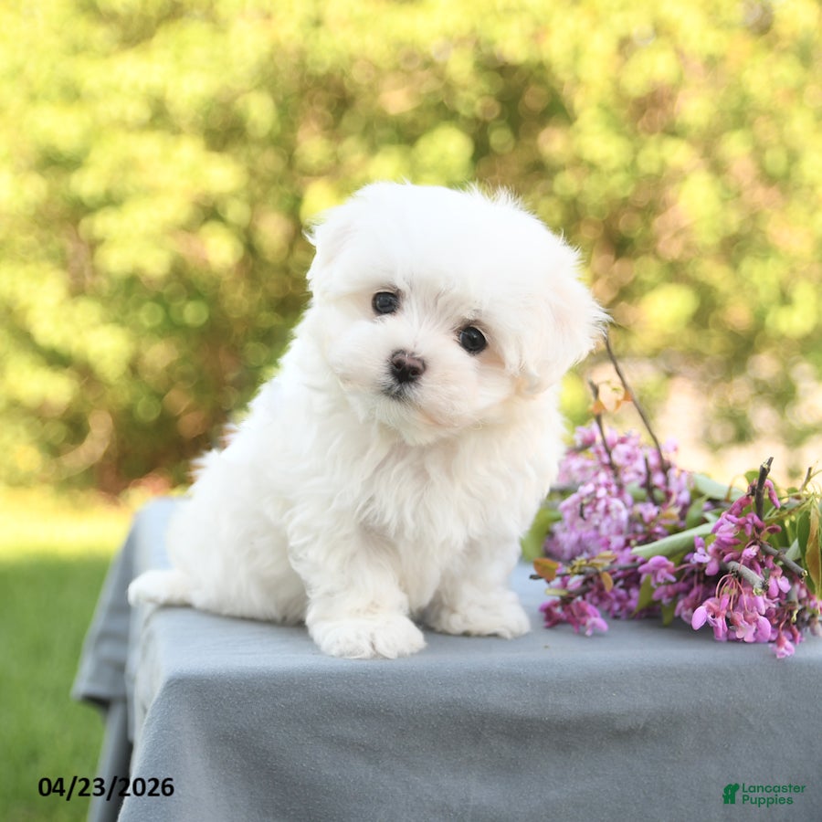 Maltese dogs Lucy - Ad 2