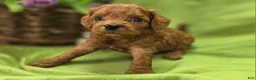 Cavapoo dogs for sale: Beetle - Ad 4