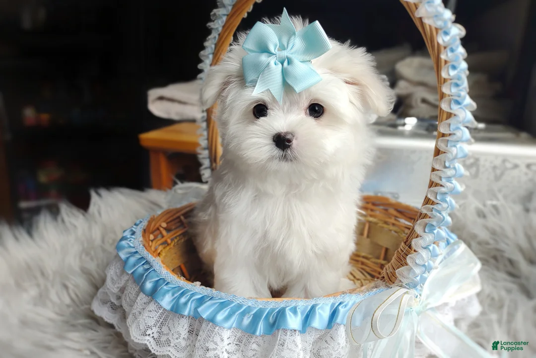 Maltese dogs for sale: Korean Teddybear Polar - Ad 1