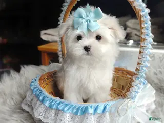 Maltese dogs Korean Teddybear Polar - Ad 7