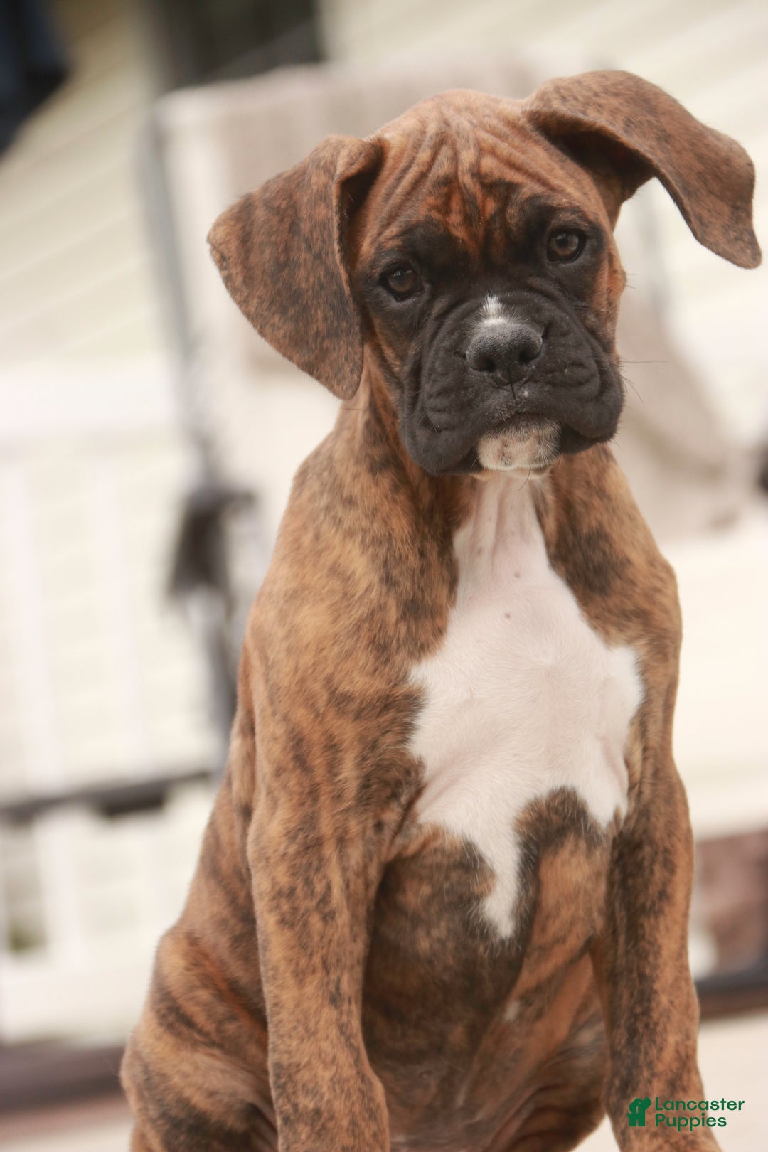 Boxer dogs for sale: Norris - Ad 8