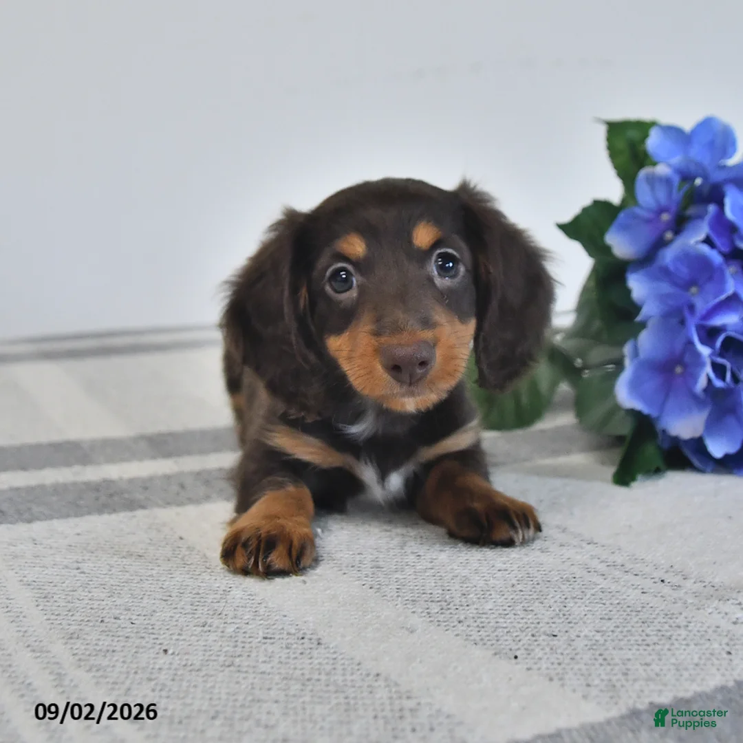 Miniature Dachshund dogs for sale: Faye - Ad 1