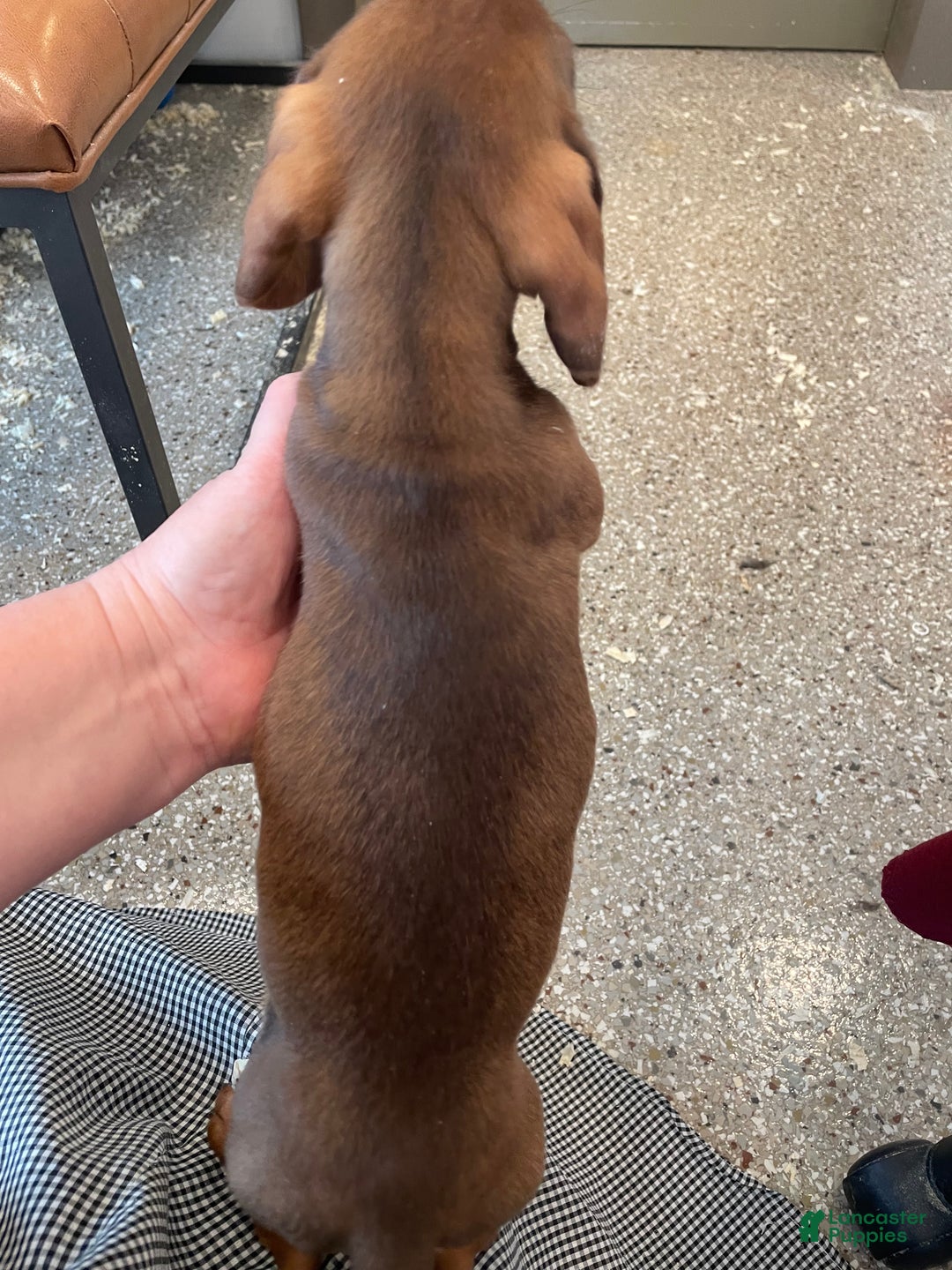 Miniature Dachshund dogs for sale: Davy - Ad 4