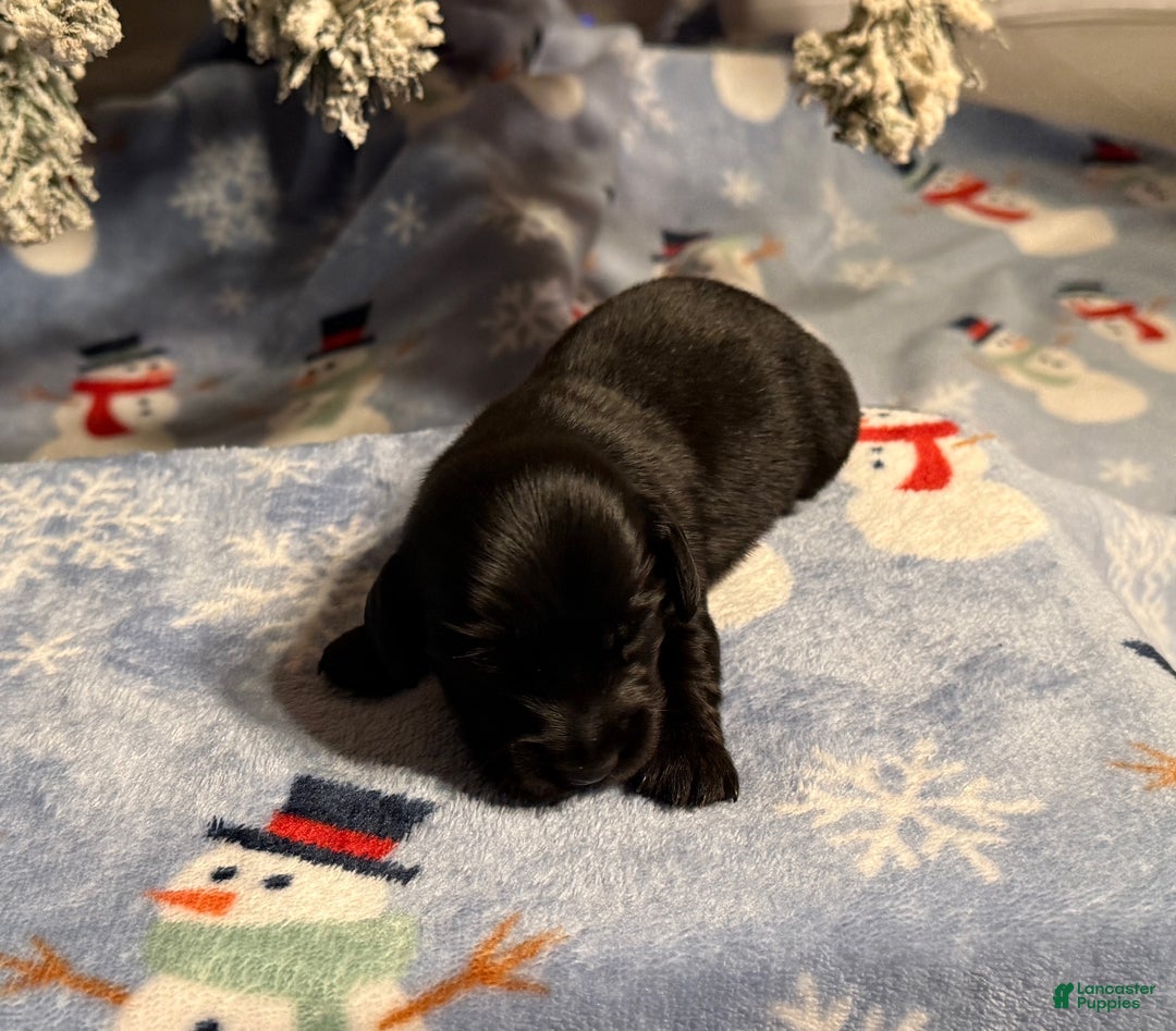 Miniature Dachshund dogs for sale: Lucas - Ad 3